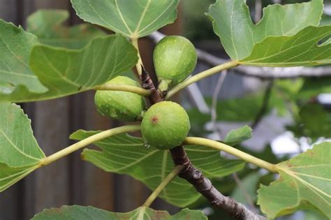 開花無花果花|イチジク（無花果）の花言葉｜種類、花の特徴、名前 